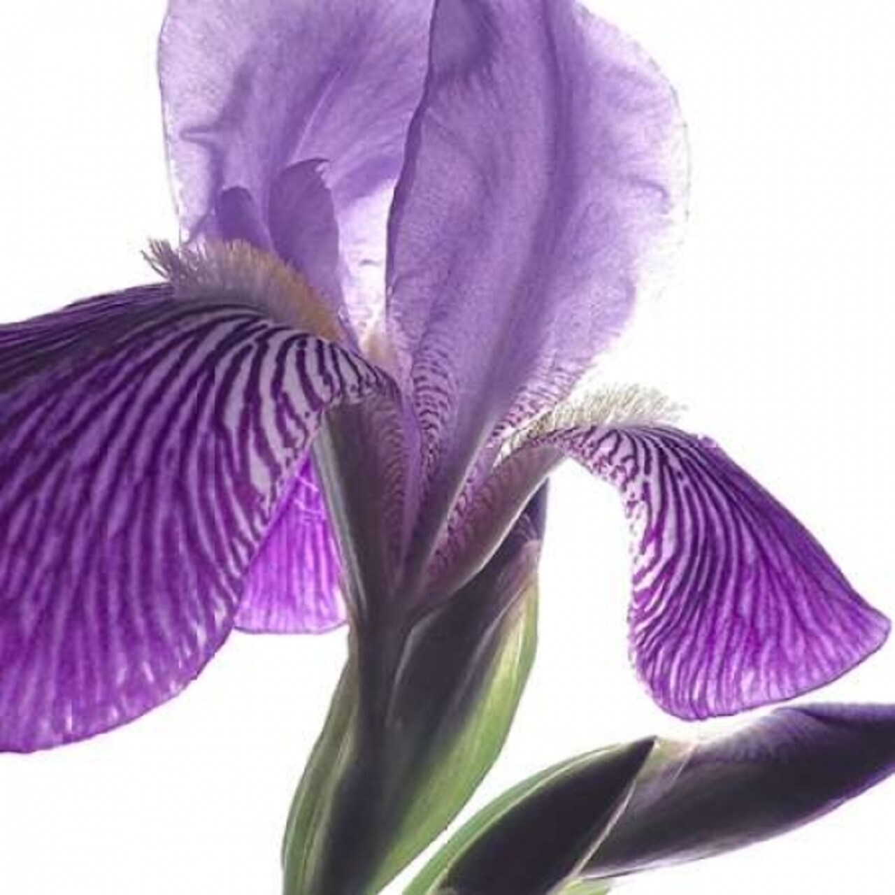 Purple Iris IV Poster Print by Monika Burkhart - Item # VARPDXPSBHT243